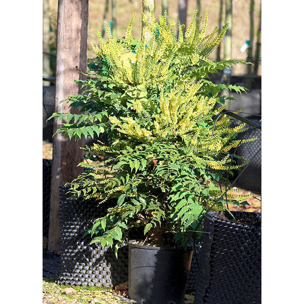 Mahonia x media 'Charity'