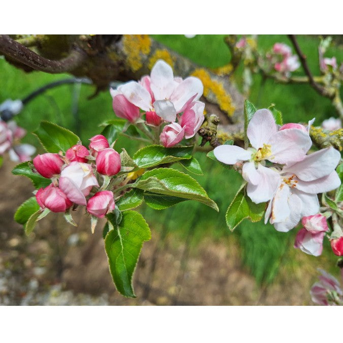 Malus d. 'Cox's Orange Pippin'