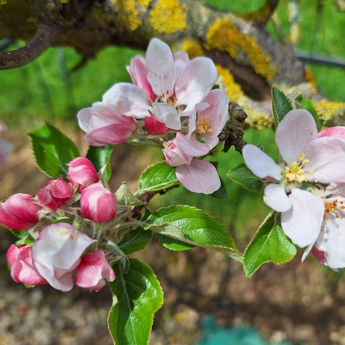 Malus d. 'Cox's Orange Pippin'