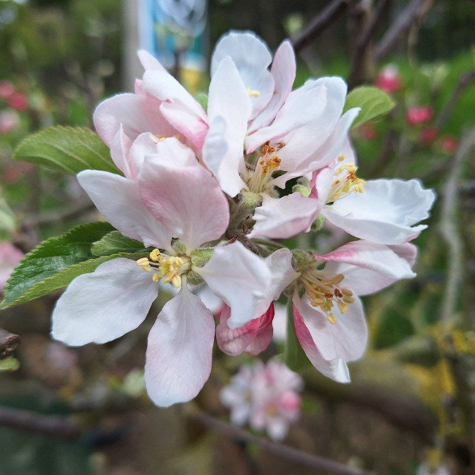 Malus d. 'Cox's Orange Pippin'