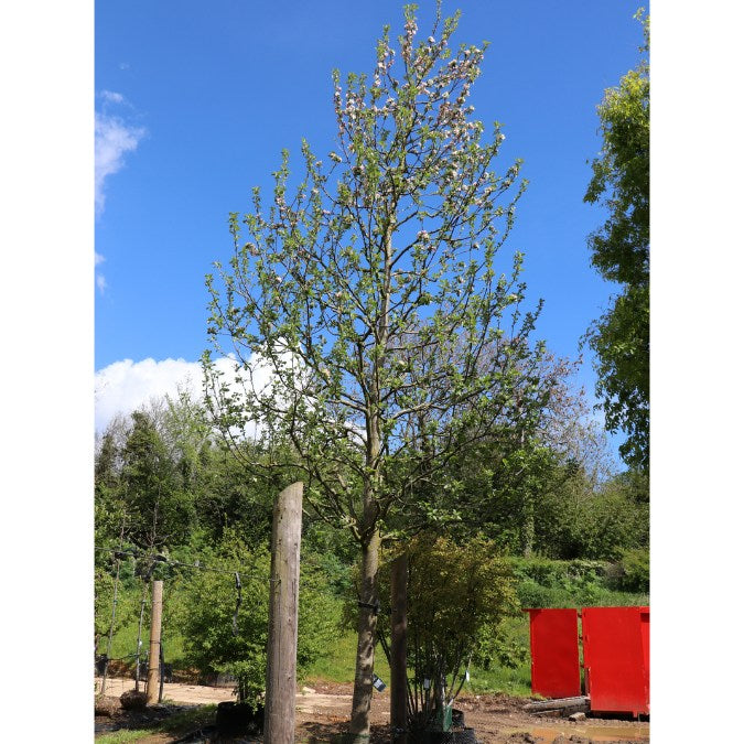 Malus d. 'Notarisappel'