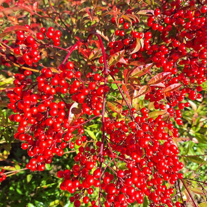 Nandina domestica