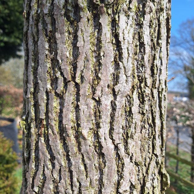 Populus lasiocarpa