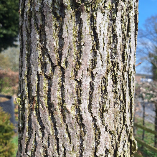 Populus lasiocarpa