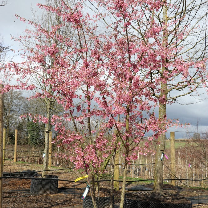 Prunus x incam 'Okamé'