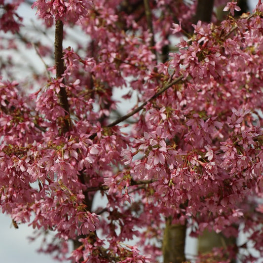 Prunus x incam 'Okamé'