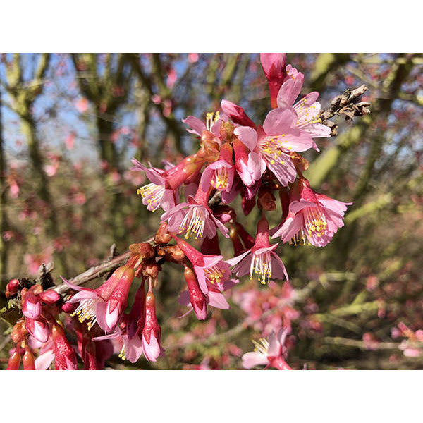 Prunus x incam 'Okamé'