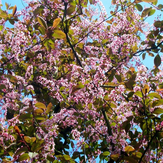 Prunus padus 'Colorata'