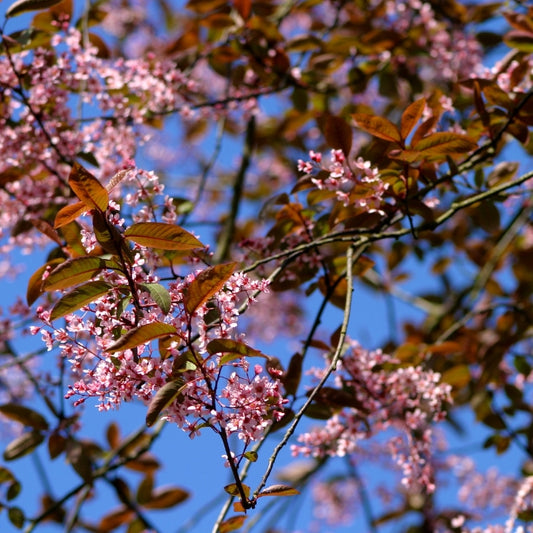 Prunus padus 'Colorata'