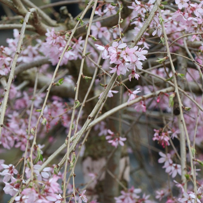 Prunus x subhirtella 'Pendula Rubra'