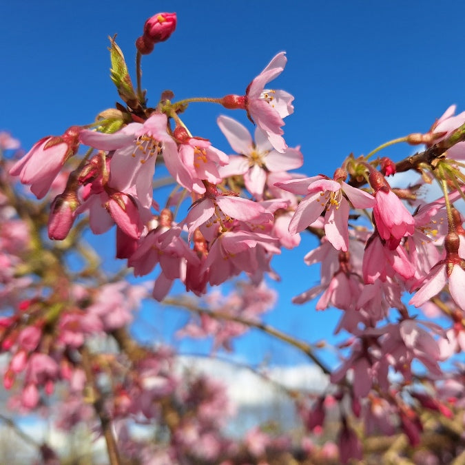 Prunus x subhirtella 'Pendula Rubra'