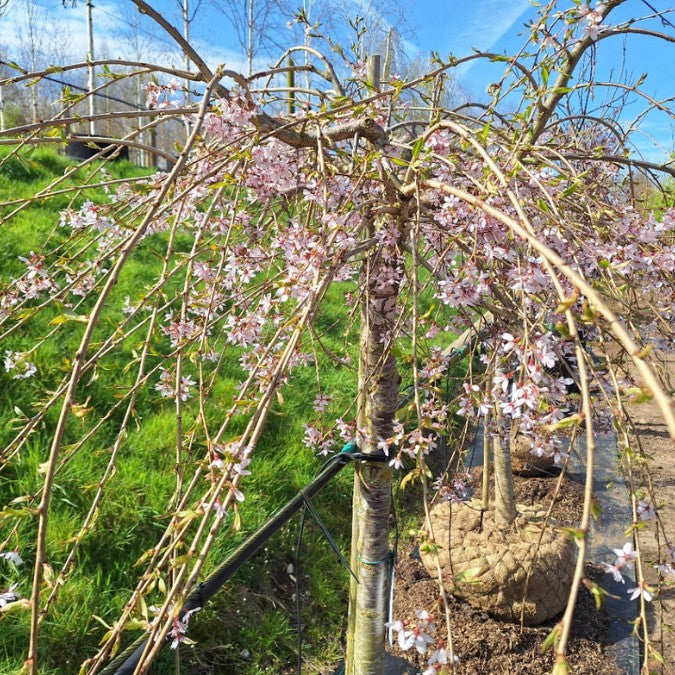 Prunus x subhirtella 'Pendula Rubra'