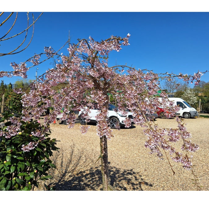 Prunus x subhirtella 'Pendula Rubra'