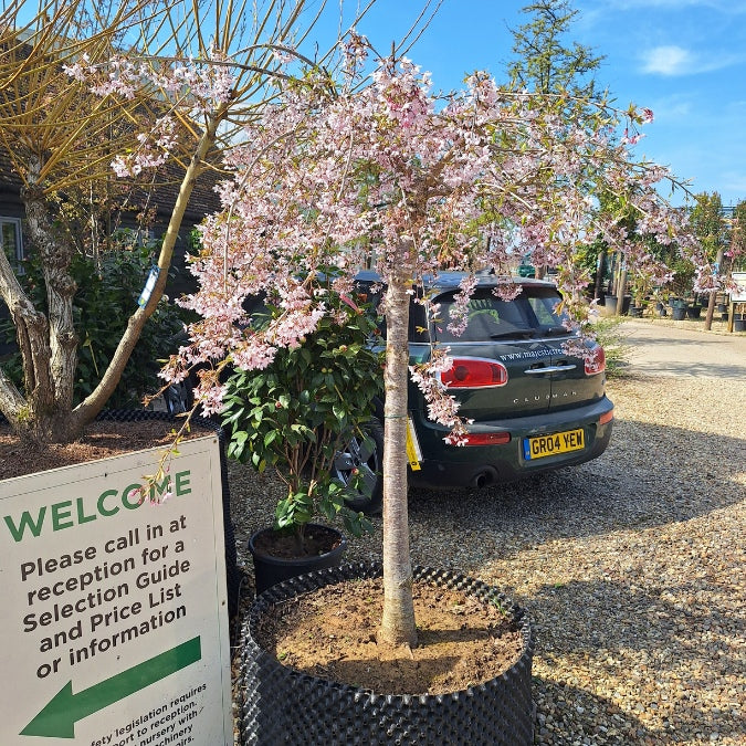 Prunus x subhirtella 'Pendula Rubra'
