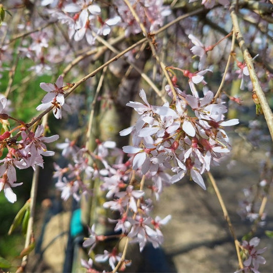 Prunus x subhirtella 'Pendula Rubra'