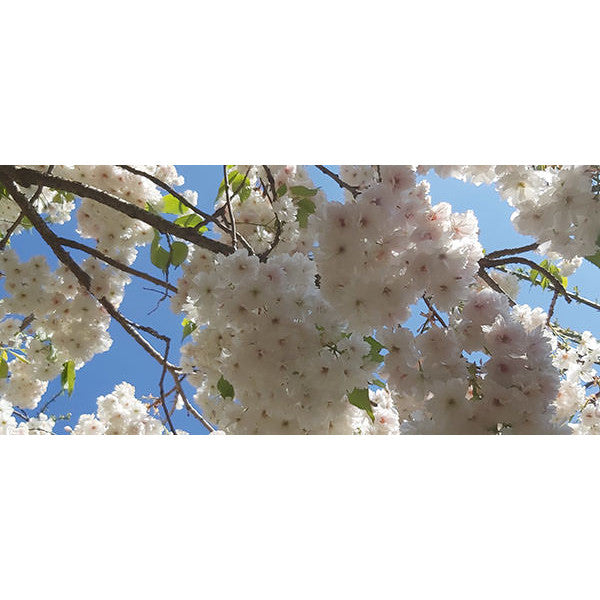 Prunus 'Shogetsu'