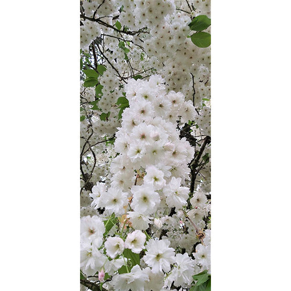 Prunus 'Shogetsu'