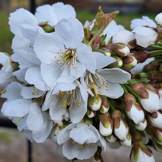 Prunus avium 'Van'