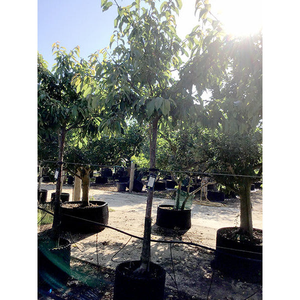 Prunus avium 'Van'