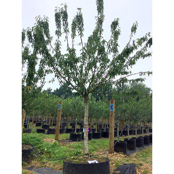 Prunus avium 'Van'