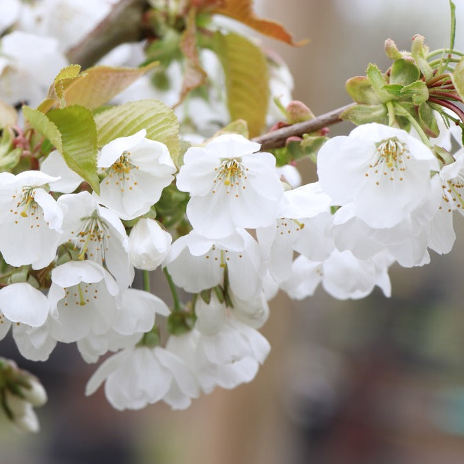 Prunus avium 'Hedelfingen'