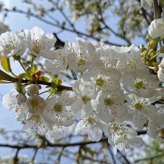 Prunus avium 'Hedelfingen'