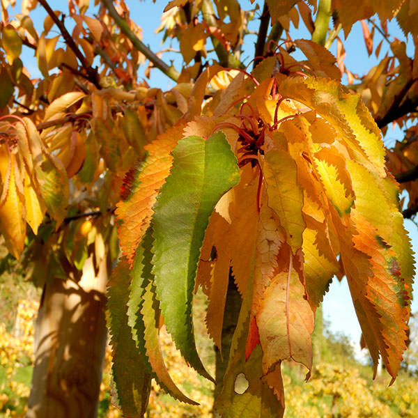 Prunus avium 'Lapins'