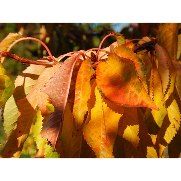 Prunus avium 'Lapins'