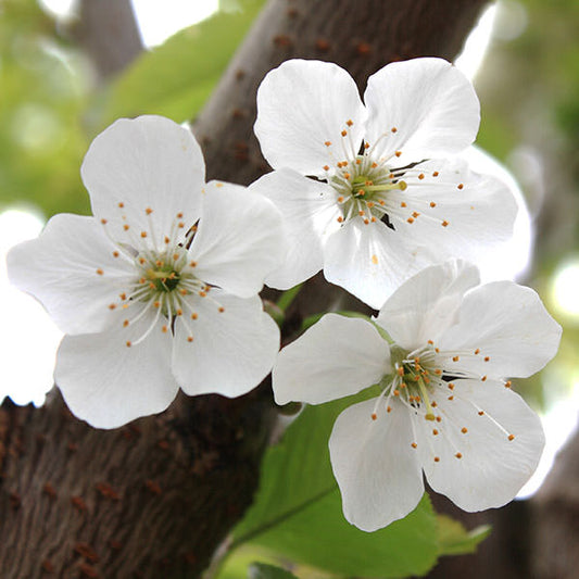 Prunus avium 'Sweet Heart'