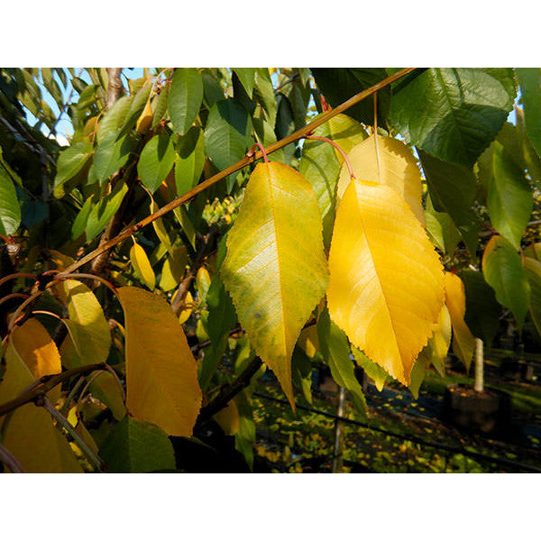 Prunus avium 'Sweet Heart'