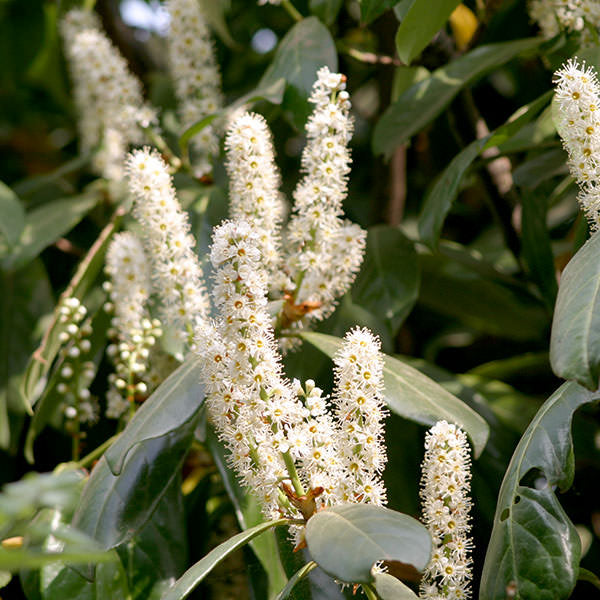 Prunus laur. 'Caucasica' (Pleached)