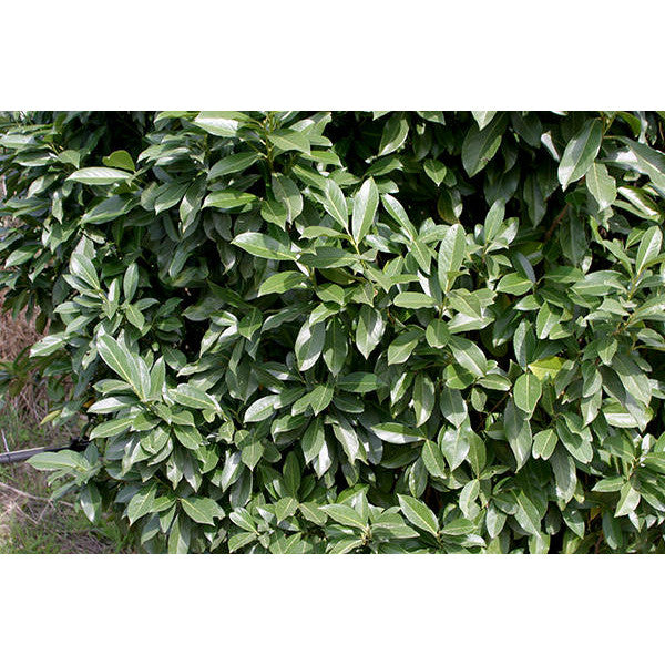 Prunus laur. 'Caucasica' (Pleached)