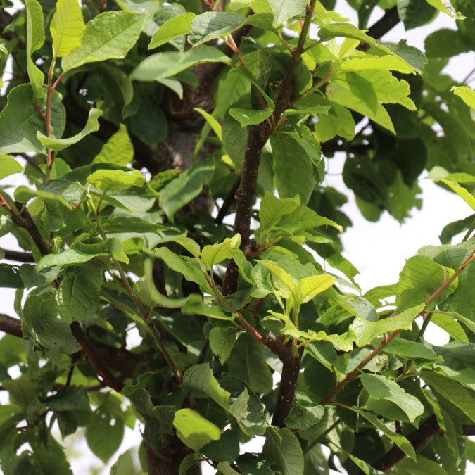 Prunus padus 'Tiefurt'