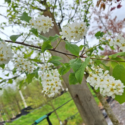 Prunus padus 'Tiefurt'