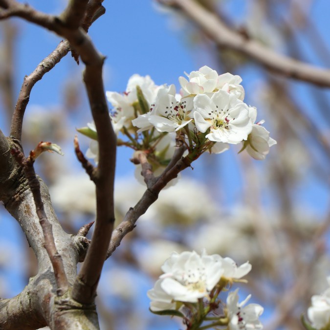 Pyrus com. 'Clapps Favourite'