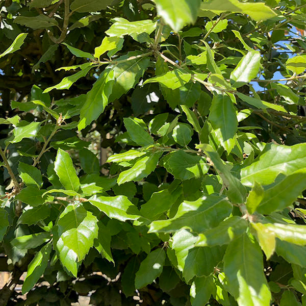Quercus ilex (Pleached)
