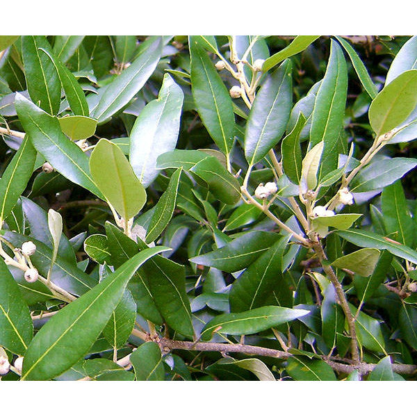 Quercus ilex (Pleached)