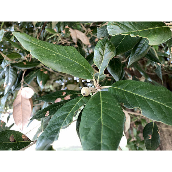 Quercus ilex (Pleached)