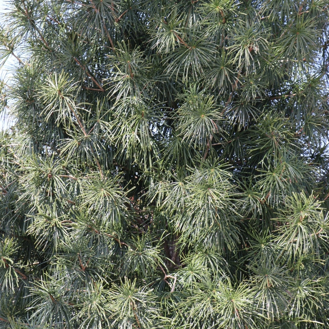 Sciadopitys verticillata