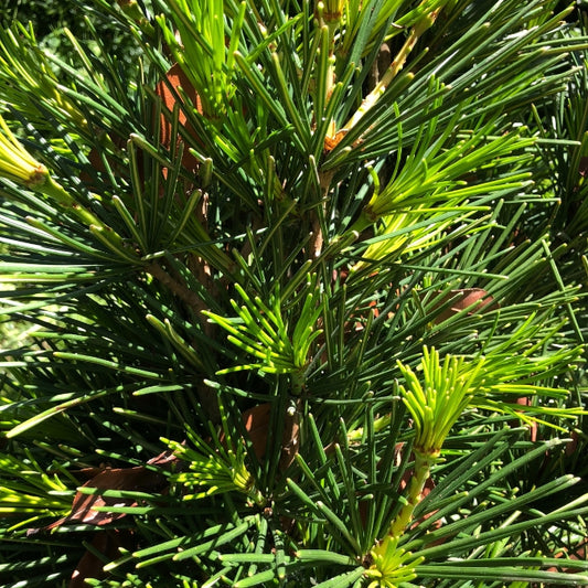 Sciadopitys verticillata