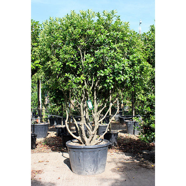 Osmanthus heterophyllus