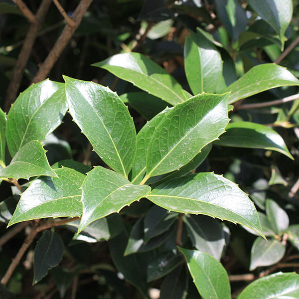 Osmanthus heterophyllus