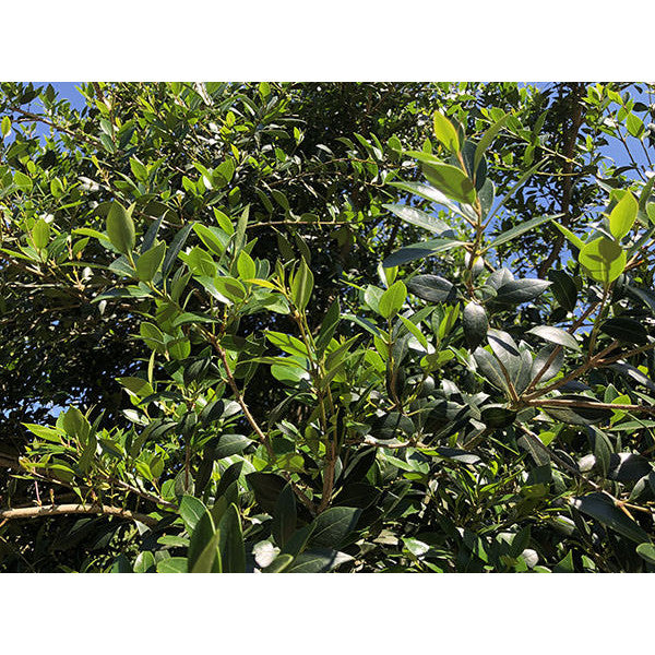 Osmanthus heterophyllus