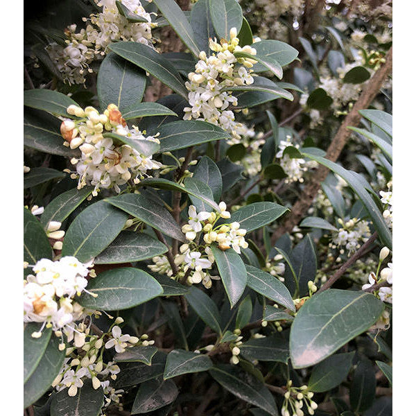 Osmanthus heterophyllus