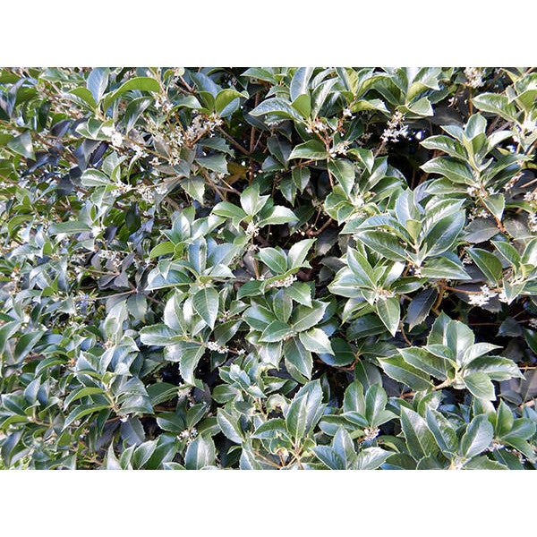 Osmanthus heterophyllus