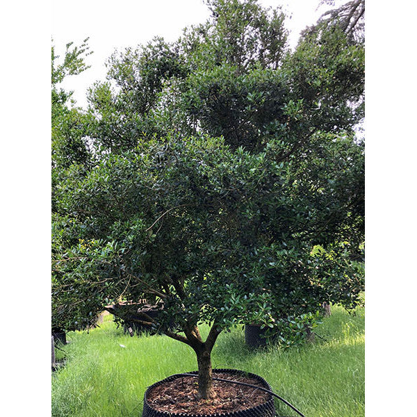 Osmanthus heterophyllus