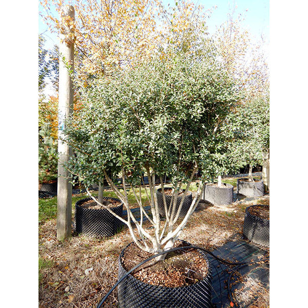 Osmanthus x burkwoodii