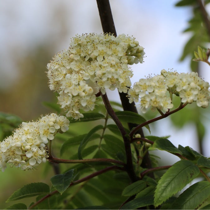 Sorbus aucuparia