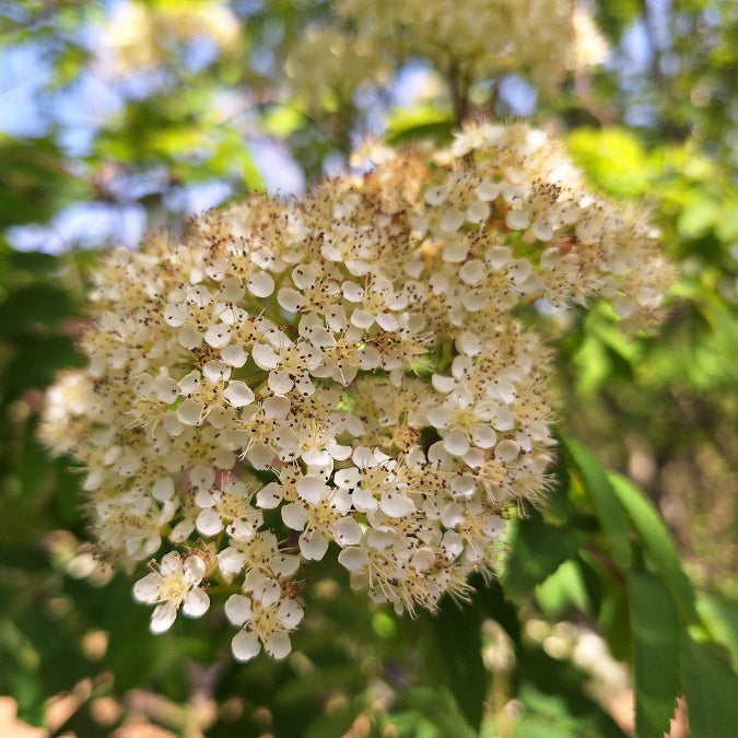 Sorbus aucuparia