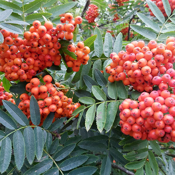 Sorbus aucuparia